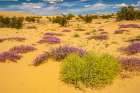 USA, California, Imperial Sand Dunes Recreation Area. Blooming verbena flowers. Art Print